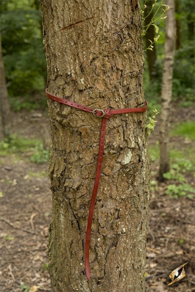 Belt Godfrey